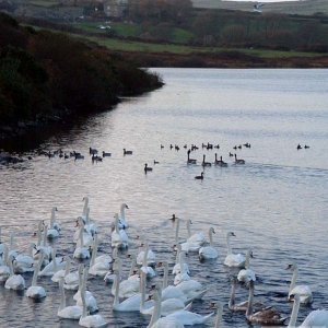 Stop-off on the way back to Penzance: Drift Dam, 12th Nov., 2003