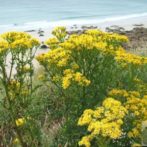 Ragwort