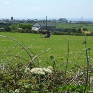 Tregeseal, 16th June, 2009