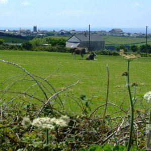 Tregeseal - 16th June, 2009