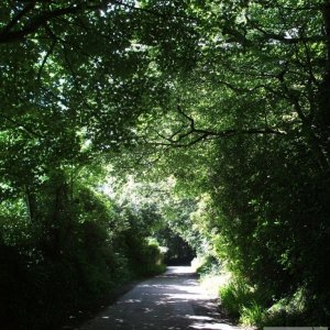 Summer foliage in the country lane to Trencrom.