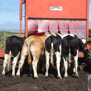 Yearling(?) bulls feeding at Trencrom Farm