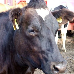 A young bullock at Trencrom Farm