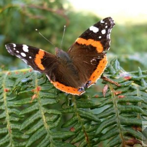 Trencrom Hill - A red admiral suns itself