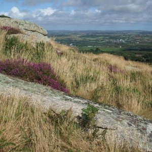 Sedge and Heather on Trencrom Hill's Slopes