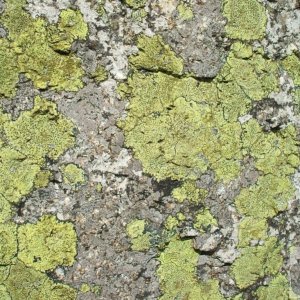 Lichen on the Face of a Large Rock at Trencrom Hill