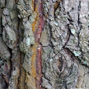 Penlee Bark