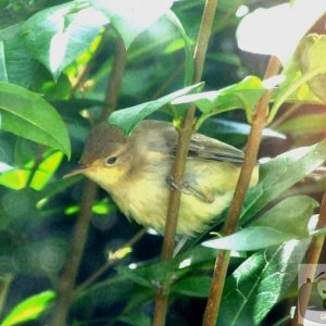 Hedge Warbler(?)