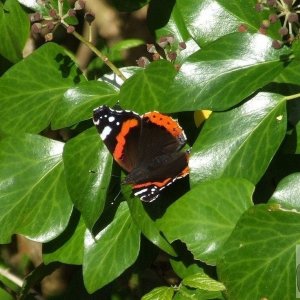 Alverton Ivy and friend