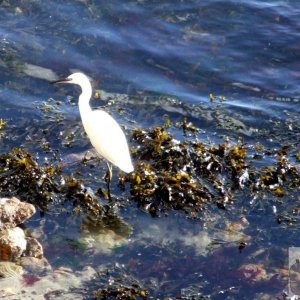 Egret