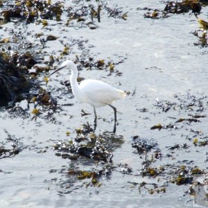 Egret October 2008