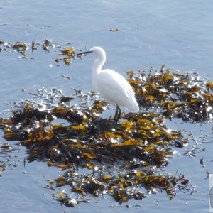 Egret