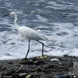 Egret