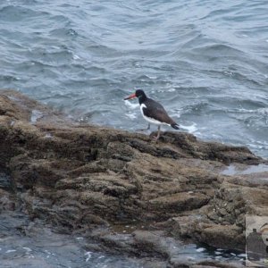 Oystercatcher