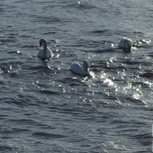 Collecting Swans