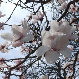 Magnificent Magnolias - 4