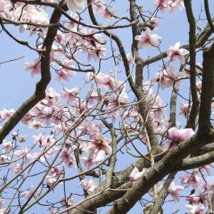 Magnificent Magnolias - 3