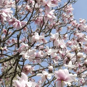 Magnificent Magnolias - 2