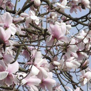 Magnificent Magnolias - 1