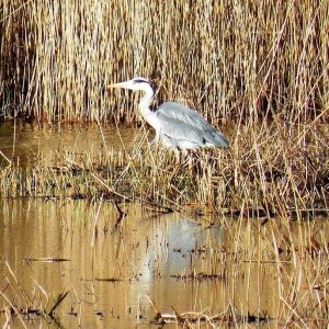 Marazion Heron