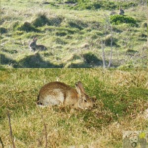 Marazion Rabbits