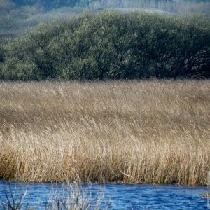 Marazion Reeds