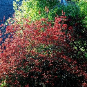 Burning Bush - 1