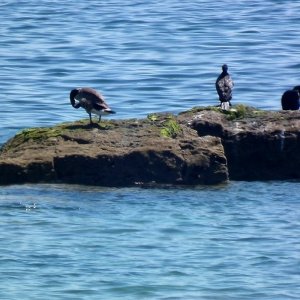 Canada Goose