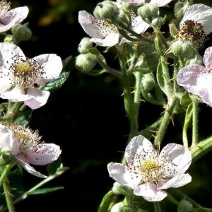 Blackberry Flowers 1