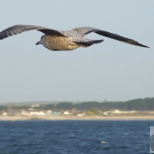 Herring Gull in training