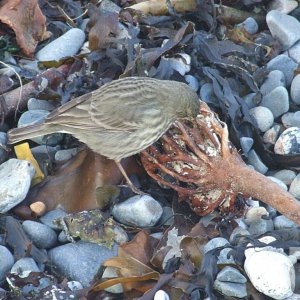 Rock Pipit