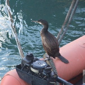 Inflatable Cormorant