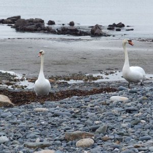 Why did the swans cross the road?