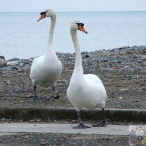 Why did the swans cross the road?