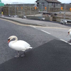 Why did the swans cross the road?