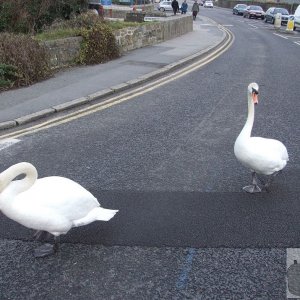 Why did the swans cross the road?