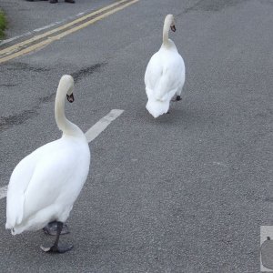 Why did the swans cross the road?