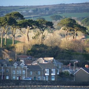 Chyandour Cliff, the bypass and Ponsandane Trees