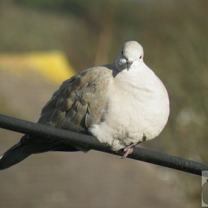 Collared !!