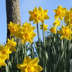 St Mary's Daffodils - 1