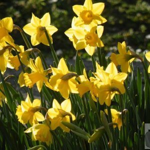 St Mary's Daffodils - 2