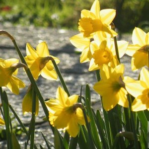 St Mary's Daffodils - 3