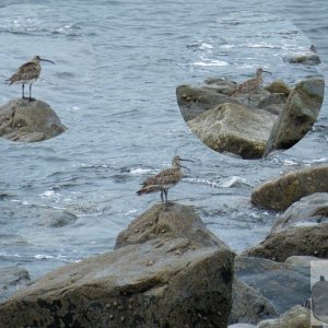 Here Curlews