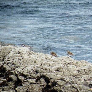 Dunlin