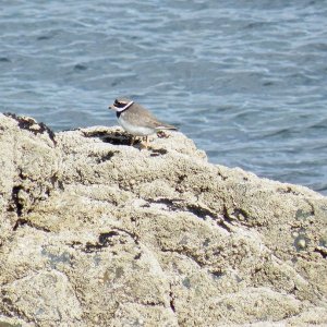 Ringed Plover