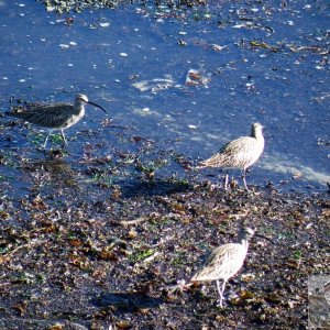 Curlews on the Prom beach