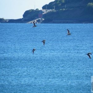 Curlews off the Prom