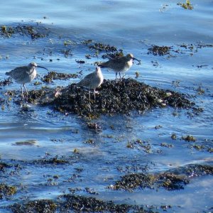 Curlews on The Rocks