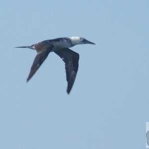 Young Gannet