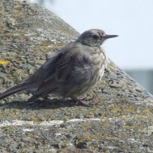 Rock Pipit and a Hard Plaice